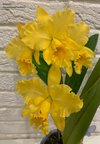 Blc.Delta King 'Tangerglow'